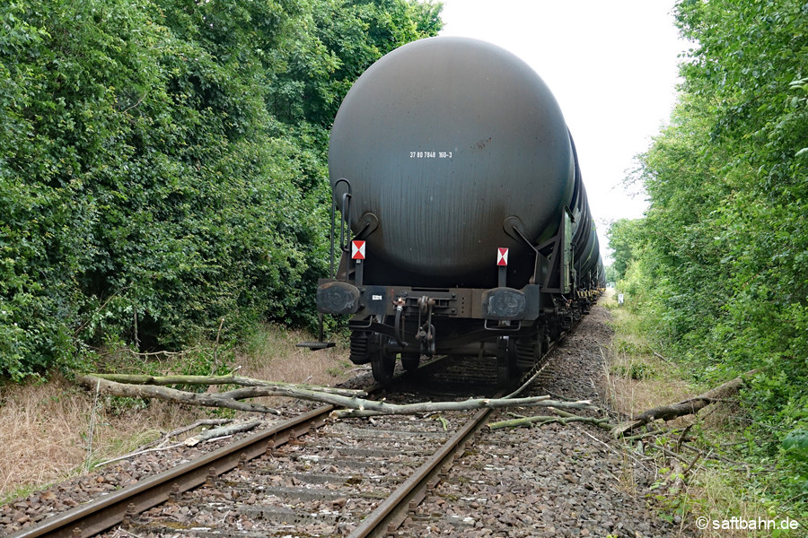Kurz vor dem Großzöberitzer Bahnsteig, blockierte ein umgefallener Baum das Gleis.
